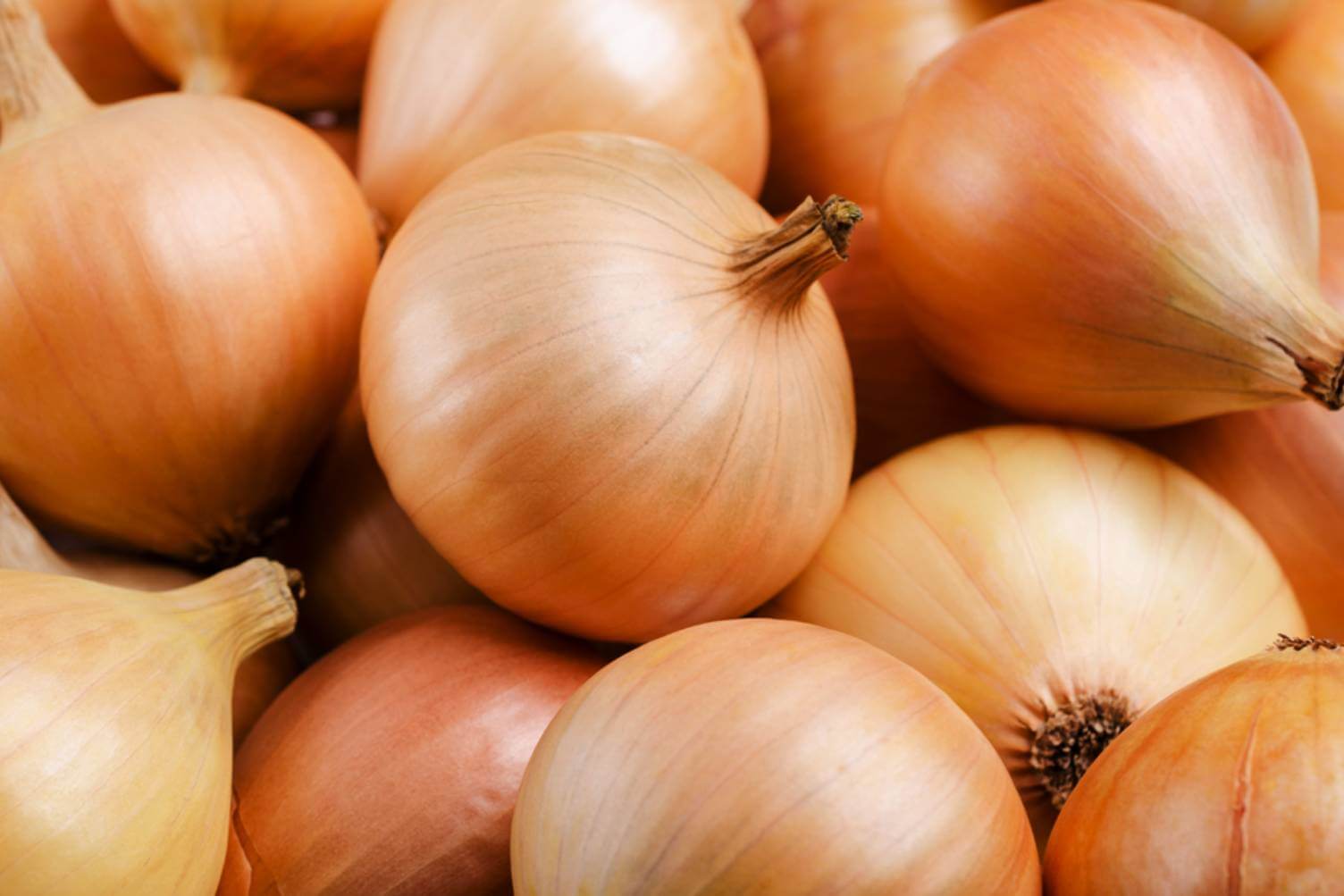 Onion